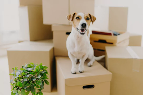 Dog on box